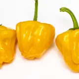 Jamaican Mushroom Orange