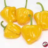 Jamaican Mushroom Orange