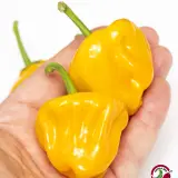 Jamaican Mushroom Orange