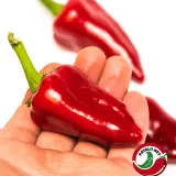 Fatalii’s Chili Seed Advent Calendar (Limited 2023 Edition)