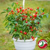 Jannen Chilipensas: Pyramid Chili