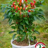 Jannen Chilipensas: Pyramid Chili