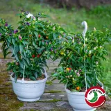 Fatalii’s Chili Seed Advent Calendar (Limited 2023 Edition)