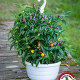 Jannen Chilipensas: Pyramid Chili