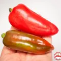 Snack Pepper