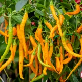 Fatalii’s Chili Seed Advent Calendar (Limited 2023 Edition)