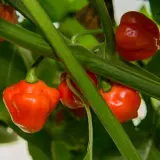 Aji Cachucha