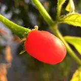 Capsicum microcarpum