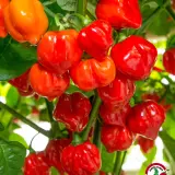 Chili Vault: SMOKED Habanero Master Blend - 10g Chili Flakes