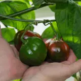 Rocoto, Red Peruvian