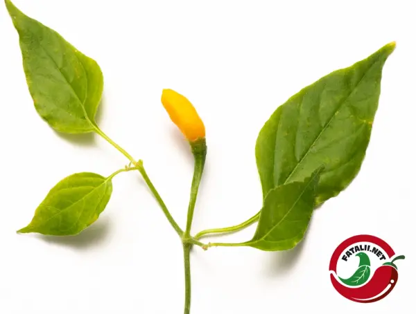 Cumari Amarillo, Purple Flower