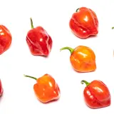 Habanero, Caribbean Red