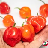 Habanero, Caribbean Red