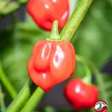 Habanero, Caribbean Red