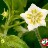 Capsicum microcarpum