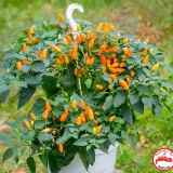 FATALII’S FINEST EasySlo (100g) – SIX PACK!