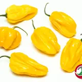 Habanero, Yellow