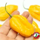 Chili Vault: SMOKED Habanero Master Blend - 10g Chili Flakes