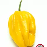 Habanero, Yellow