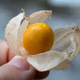 Cape Gooseberry (Physalis peruviana)