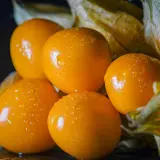 Cape Gooseberry (Physalis peruviana)