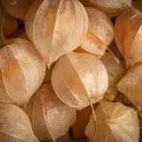 Cape Gooseberry (Physalis peruviana)