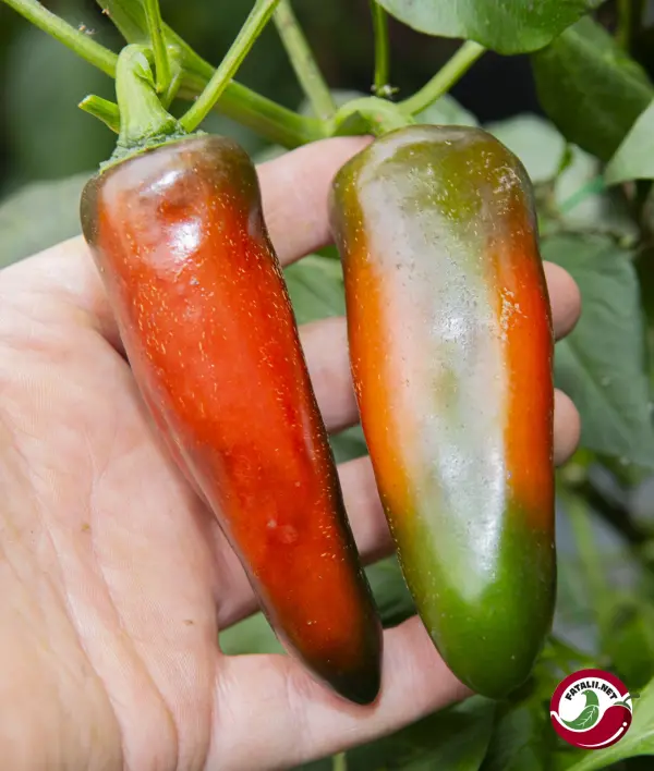 Jalapeno, Mucho Nacho