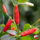 Tabasco