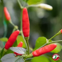 Tabasco