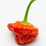 Jamaican Scotch Bonnet, Red