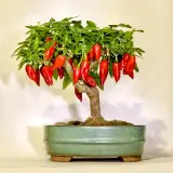 Fatalii’s Chili Seed Advent Calendar (Limited 2023 Edition)