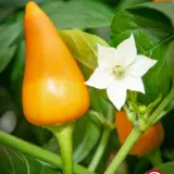 Jannen Chilipensas: Pequin Orange