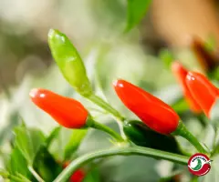 Siberian Indoor Pepper