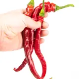 Fatalii’s Chili Seed Advent Calendar (Limited 2023 Edition)