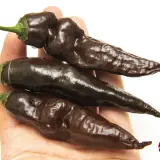 Chili Vault: Mr Hankey - 10g Chili Flakes