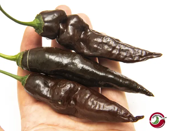 Mr. Hankey (CGN 23209)