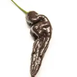 Mr. Hankey (CGN 23209)