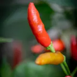 Piri Piri