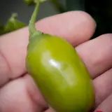 Rocoto, Mini Olive