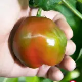 Rocoto, Big Brown