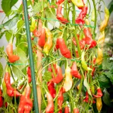 Sugar Rush, Stripey x Aji Flor Morado (F2)