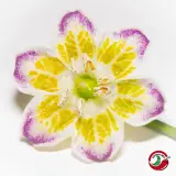 Sugar Rush, Stripey x Aji Flor Morado (F2)