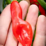 Sugar Rush, Stripey x Aji Flor Morado (F2)