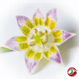 Sugar Rush, Stripey x Aji Flor Morado (F2)