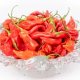 Sugar Rush, Stripey x Aji Flor Morado (F2)