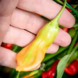 Sugar Rush, Stripey x Aji Flor Morado (F2)