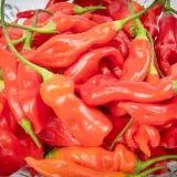 Sugar Rush, Stripey x Aji Flor Morado (F2)