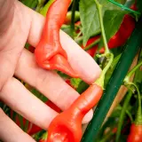 Sugar Rush, Stripey x Aji Flor Morado (F2)