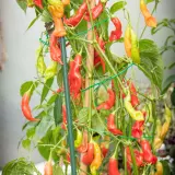 Sugar Rush, Stripey x Aji Flor Morado (F2)