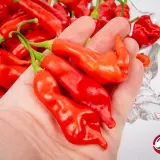 Sugar Rush, Stripey x Aji Flor Morado (F2)